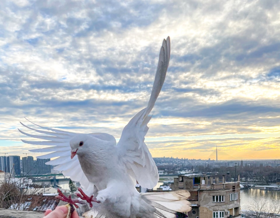 white bird on persons hand