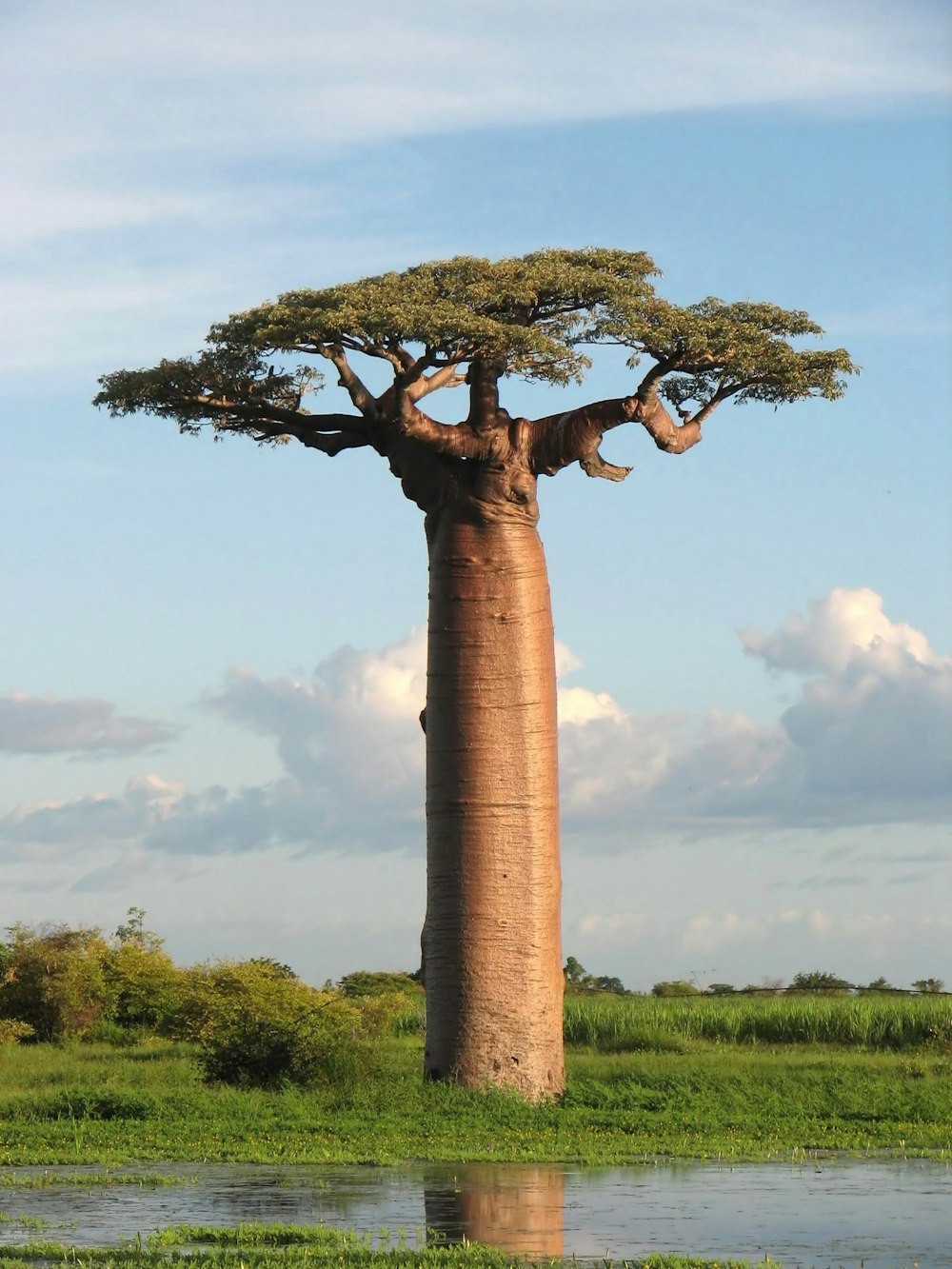 tronco d'albero marrone sul campo di erba verde sotto nuvole bianche e cielo blu durante il giorno