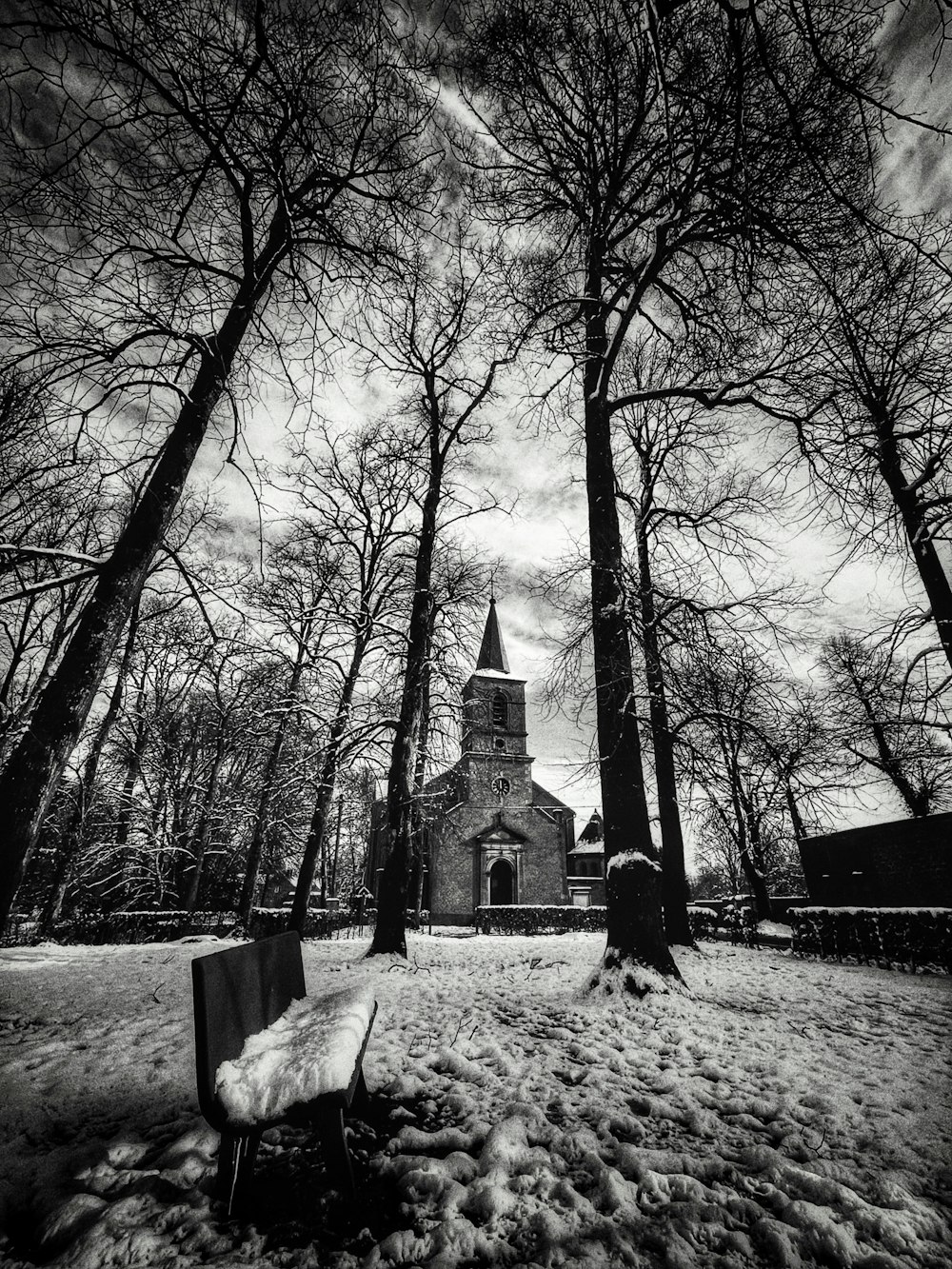 bare trees on snow covered ground during daytime