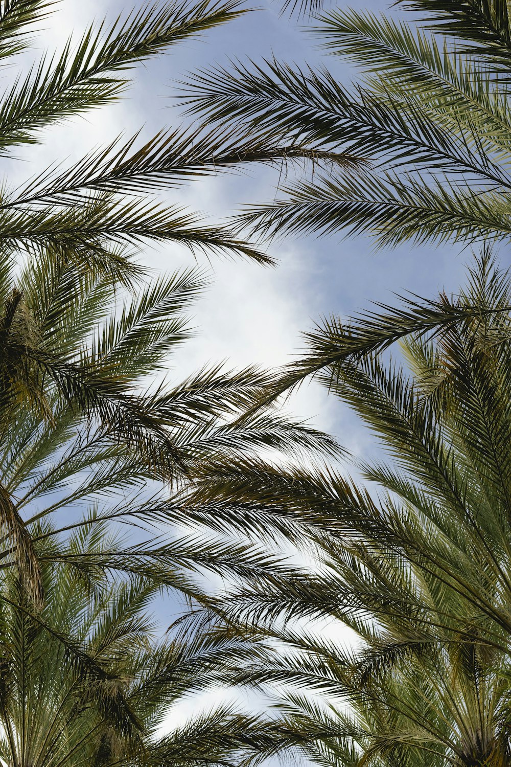 green palm tree under white clouds during daytime