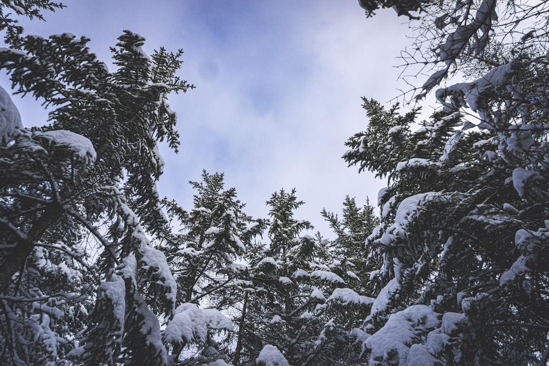 snow covered trees under blue sky