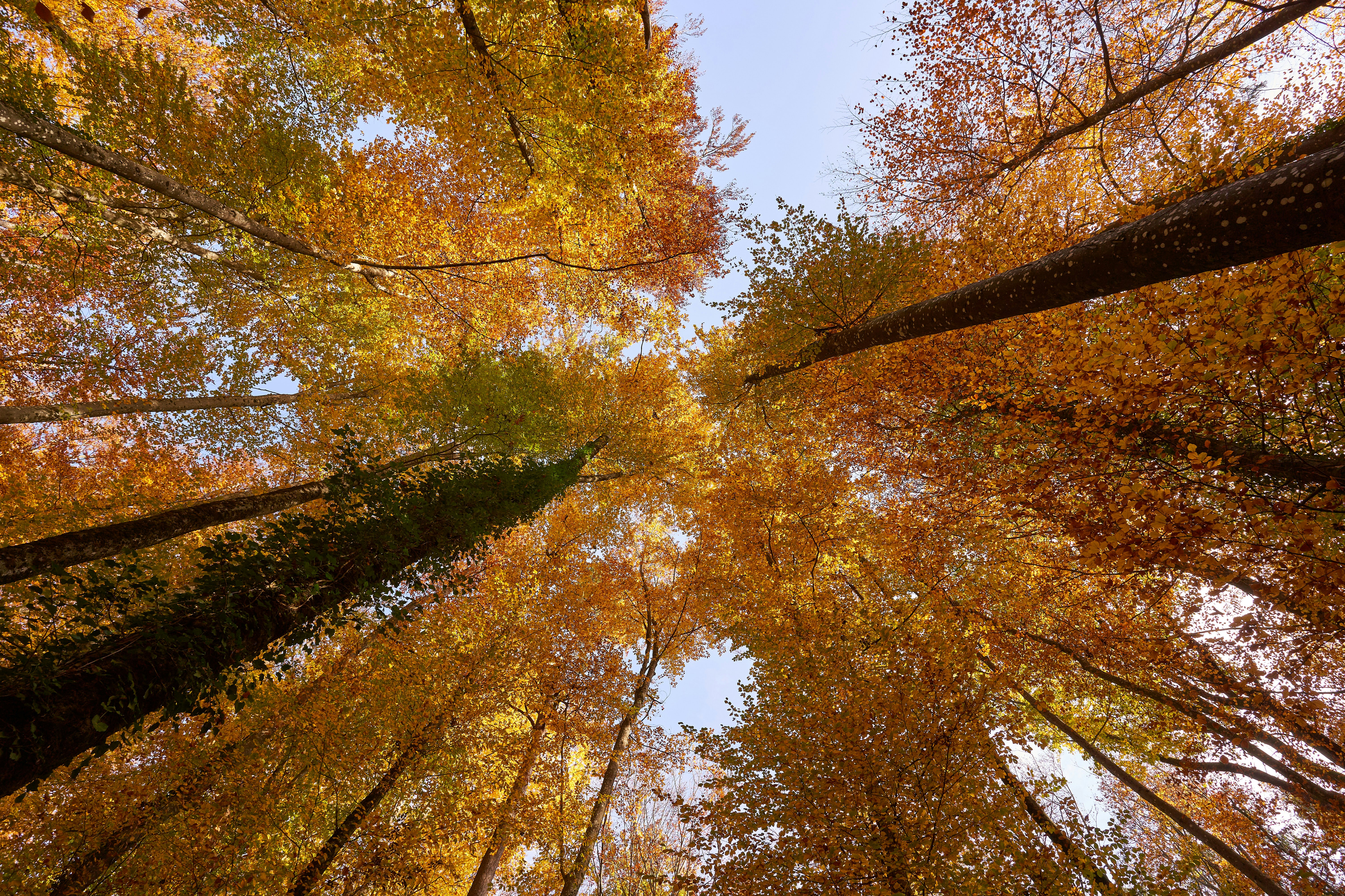 Photo by wolfgang_hasselmann