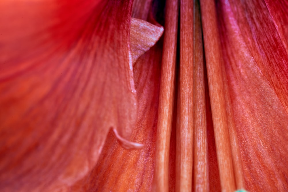 red and brown flower in macro lens