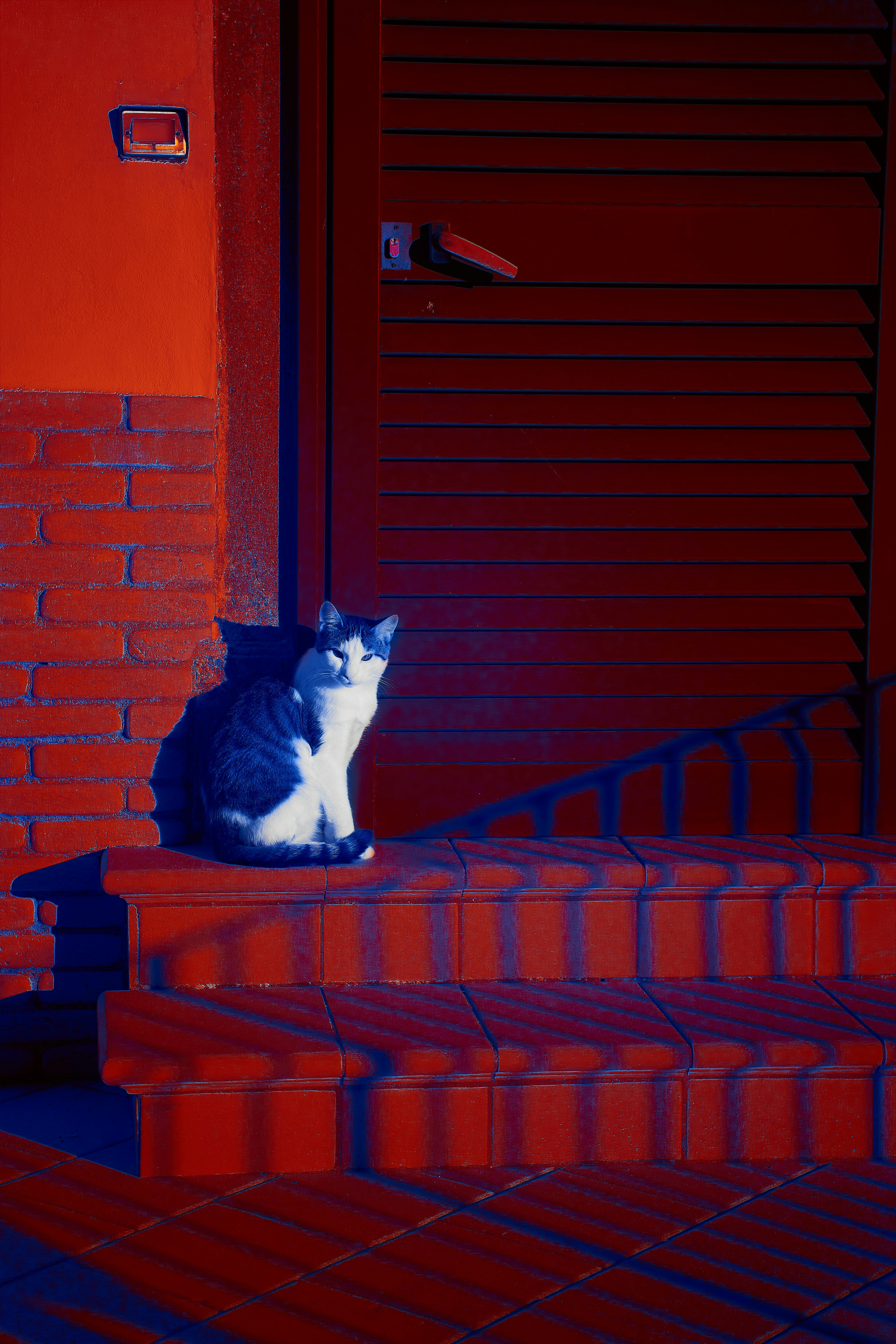 Adapting to Your Cat’s Changing Needs (image credits: unsplash)