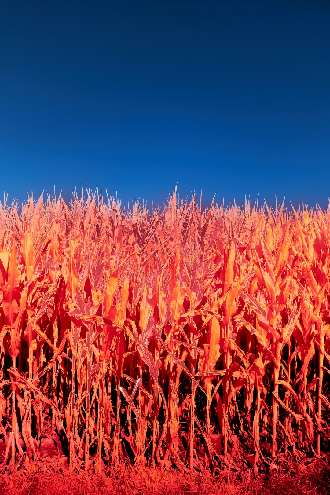 brown wheat field under blue sky during daytime