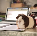 white and brown guinea pig on white paper