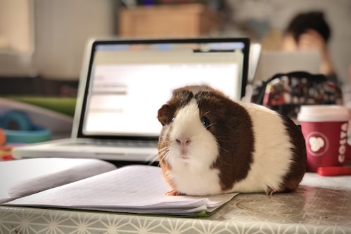 white and brown guinea pig on white paper