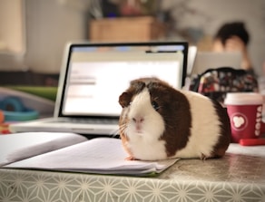 white and brown guinea pig on white paper