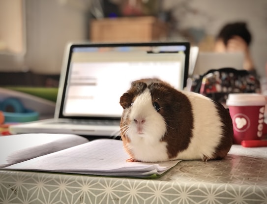 A guinea pig with a brown and white coat is sitting on an open notebook on a table. Behind the guinea pig, there is an open laptop with a blurred screen and a takeaway coffee cup with a heart design. The background is slightly out of focus, suggesting a casual, home or office environment.