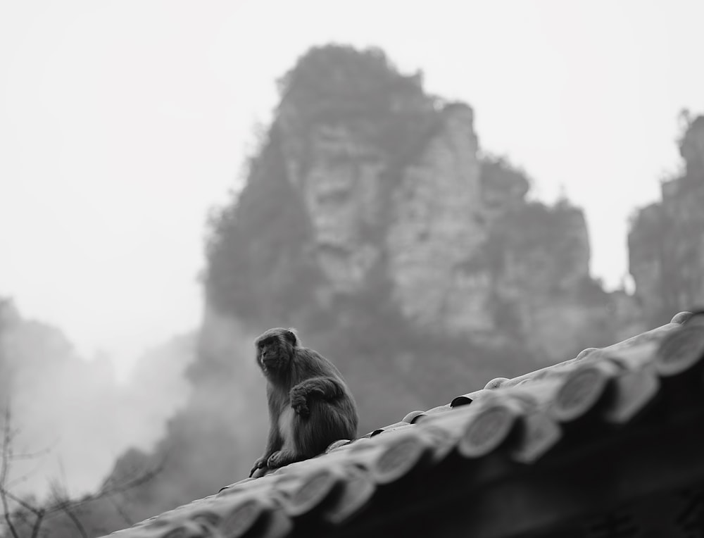 grayscale photo of monkey on roof