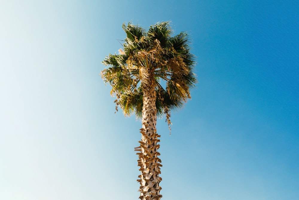 palmier vert sous le ciel bleu pendant la journée