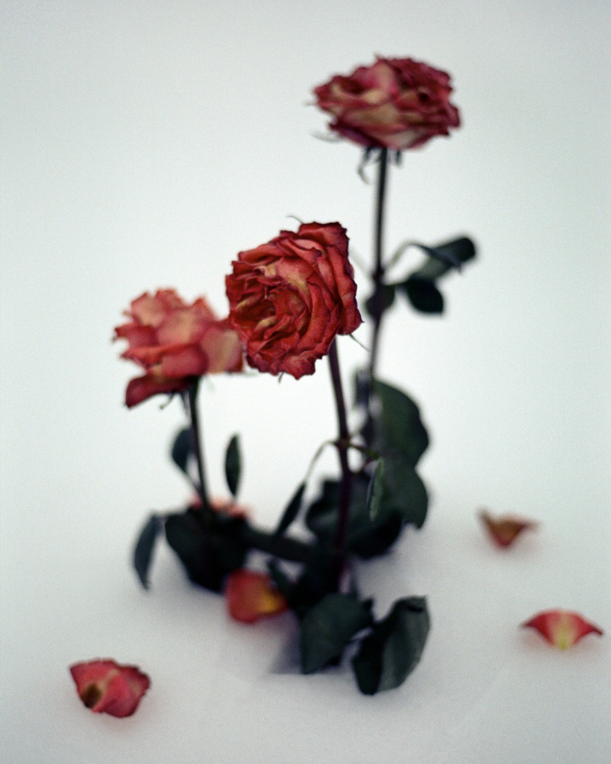 Photo by olgapetrova2906