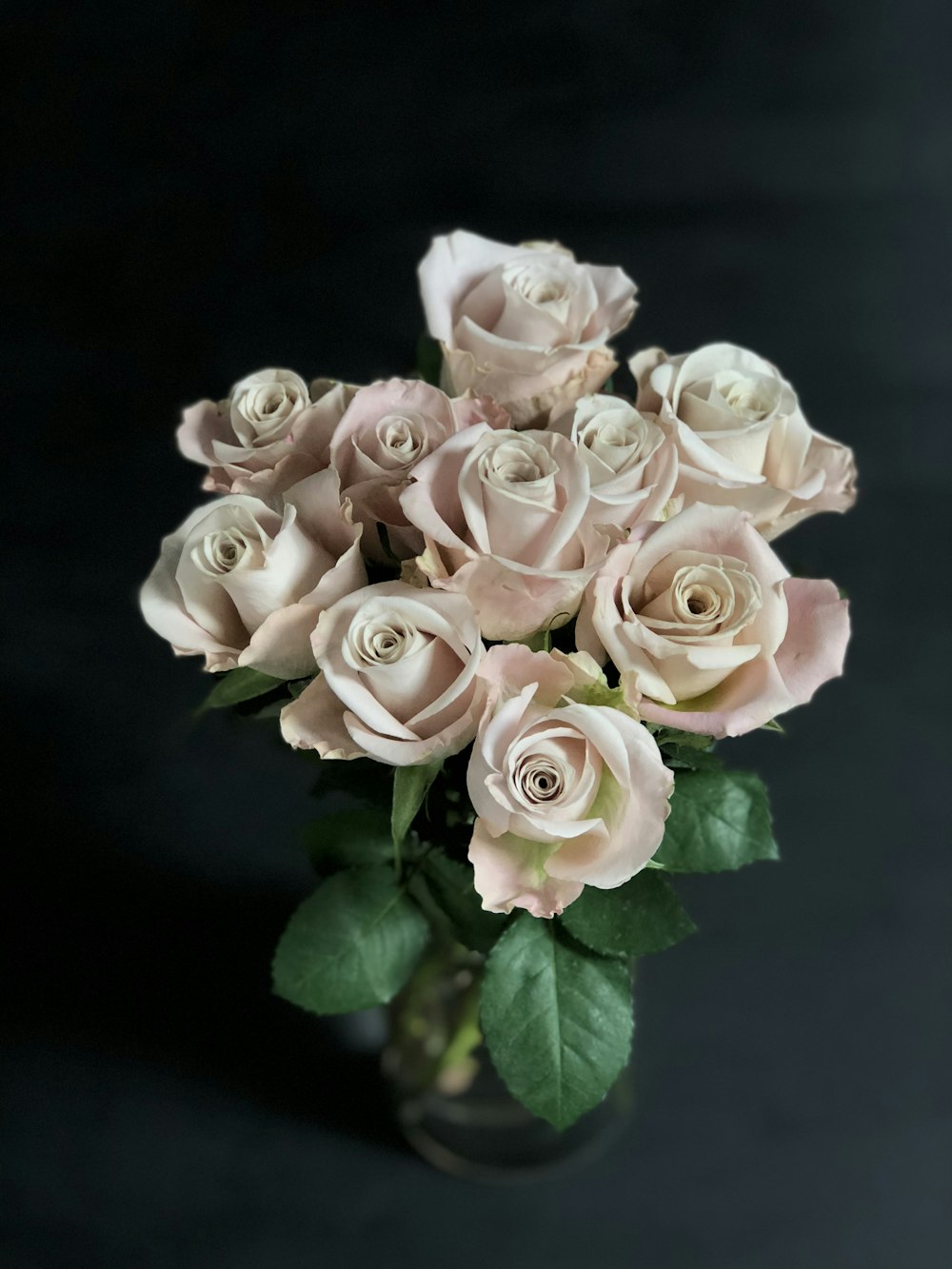 white roses in black background