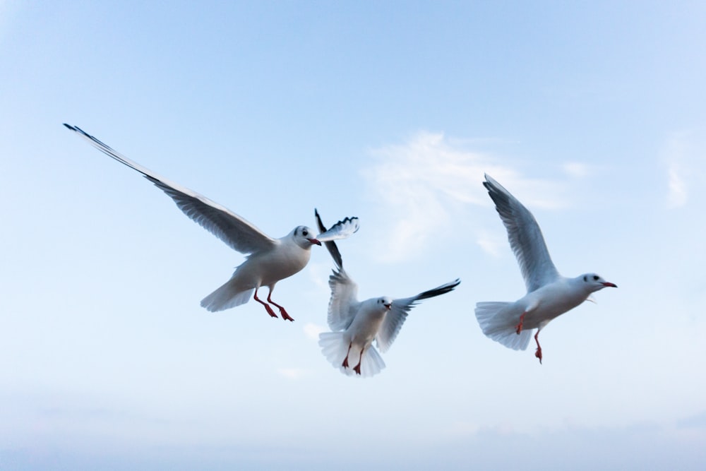 white and black birds flying under blue sky during daytime