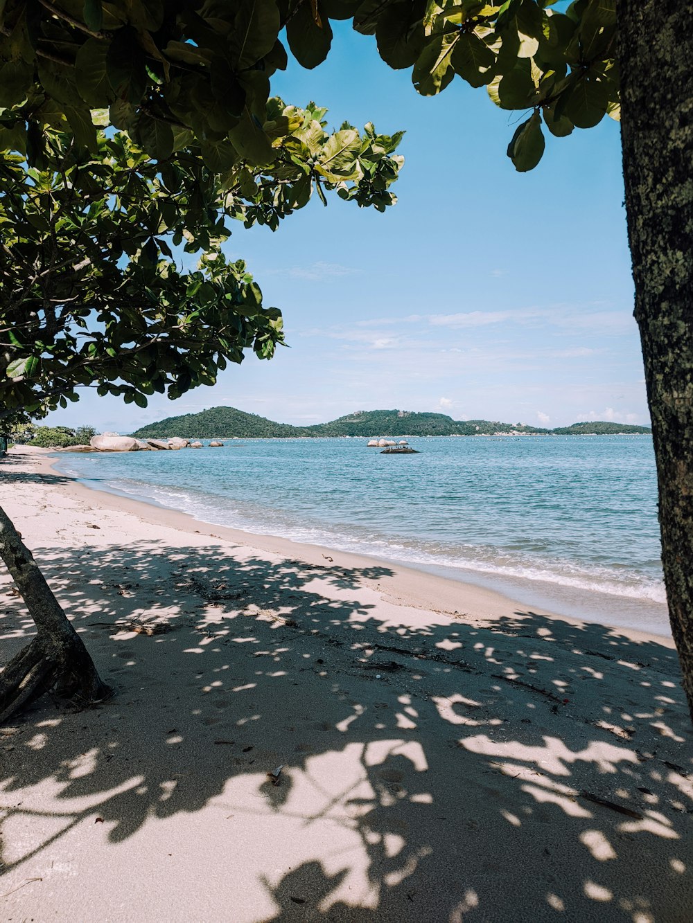 green tree near body of water during daytime