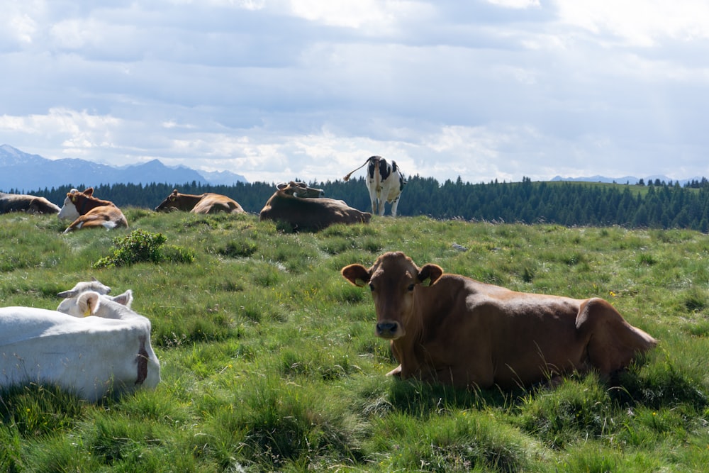 herd of cow on green grass field during daytime