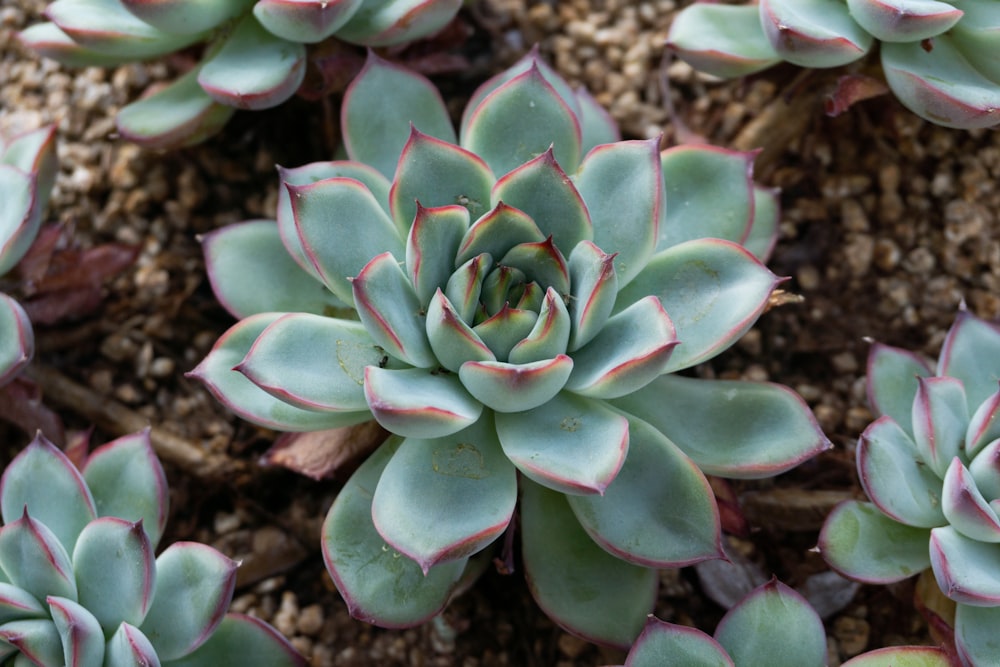 green succulent plant in close up photography