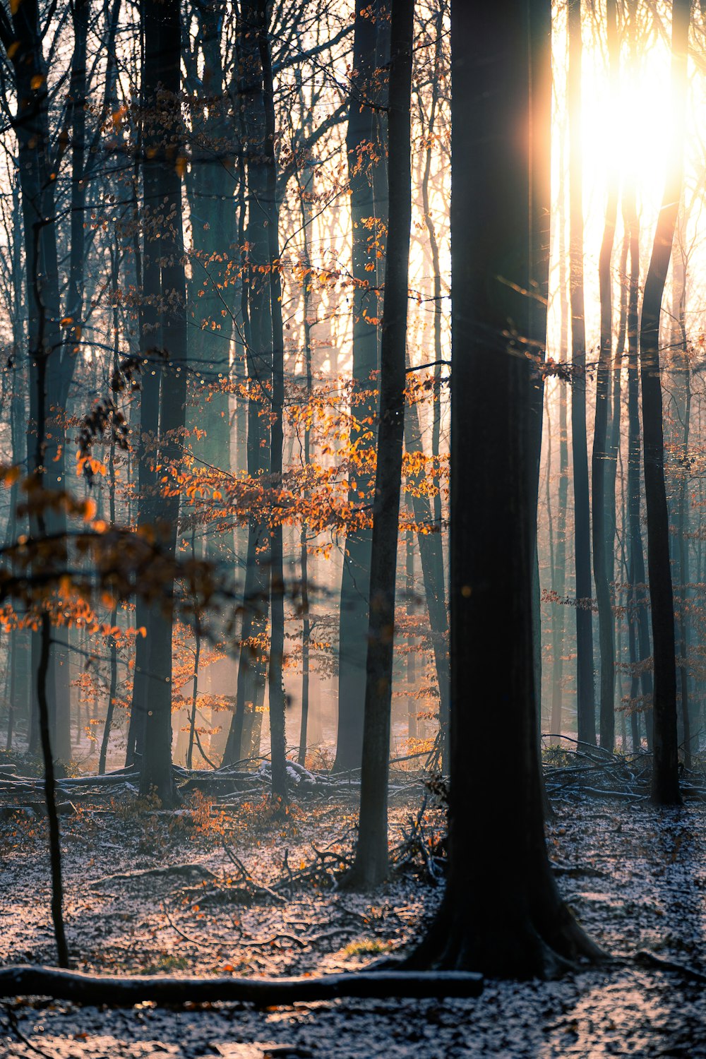 braune Bäume im Wald tagsüber