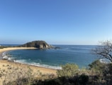 green trees on brown sand beach during daytime