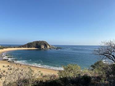 green trees on brown sand beach during daytime