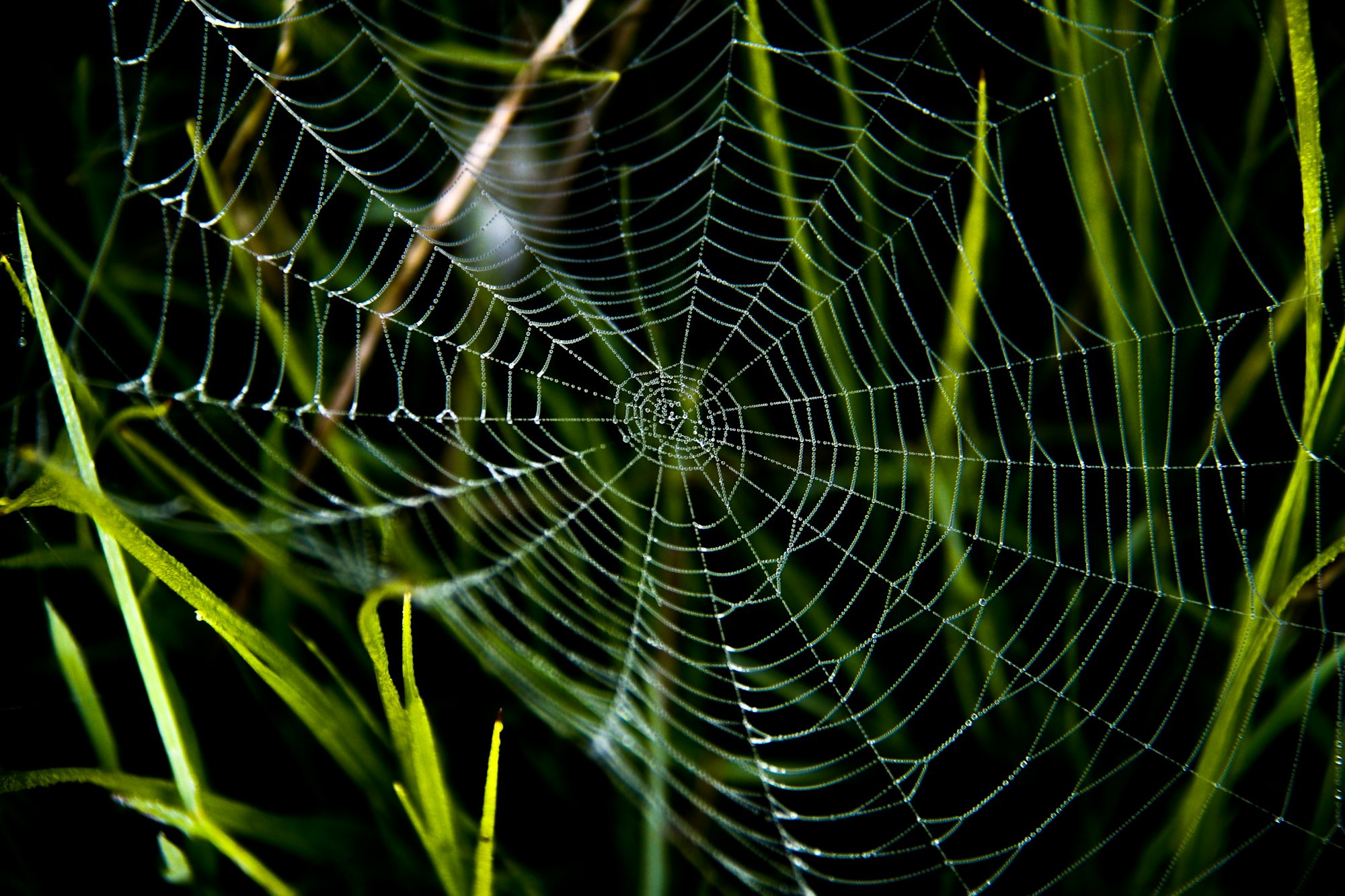 A spider’s web with droplets of dew on the silk strands.
