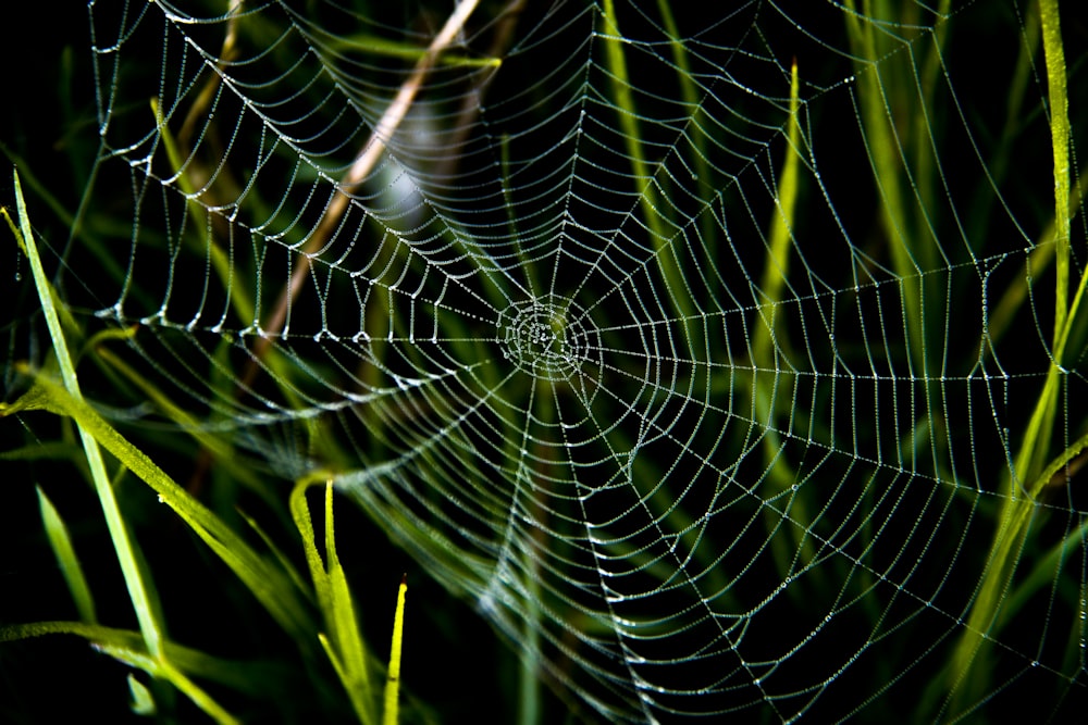 クローズ アップ写真で蜘蛛の巣