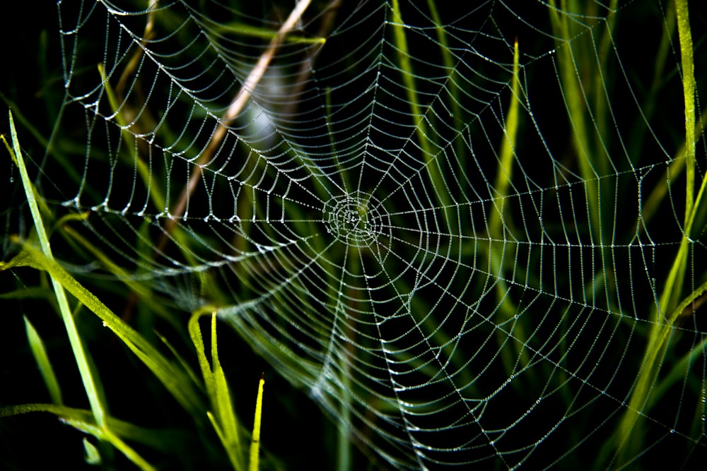 spider web in close up photography