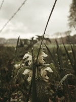 Close-up of delicate wildflowers blooming through morning dew on textured leaves