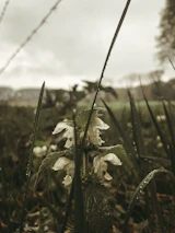 Close-up of a wildflower with dewdrops sparkling in the early morning light.