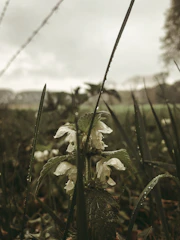 A close-up of dew-covered wildflowers in soft morning light.