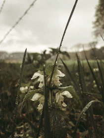 A close-up of dew-covered wildflowers glowing against a blurred forest background.