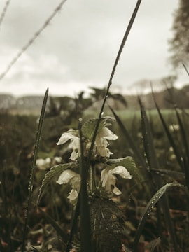 A close-up of dew-covered wildflowers in a sunlit meadow.