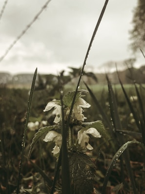 Close-up of dew-covered wildflowers in a natural garden setting.