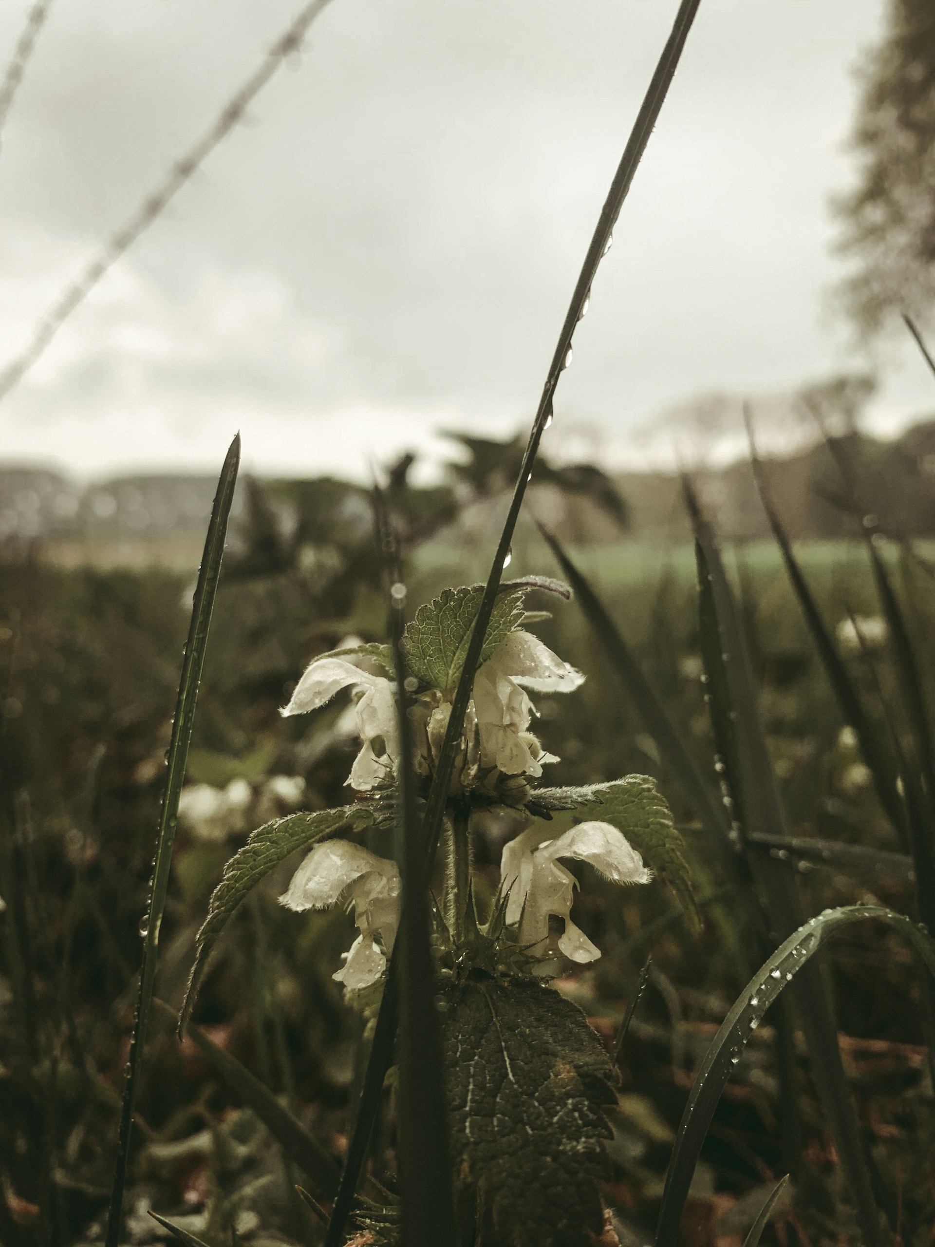 A close-up of dew-covered wildflowers in early morning light, highlighting delicate textures and subtle colors.