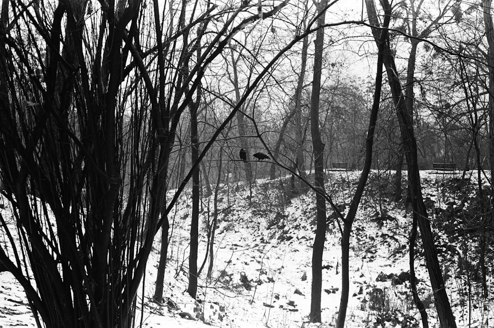grayscale photo of trees covered with snow