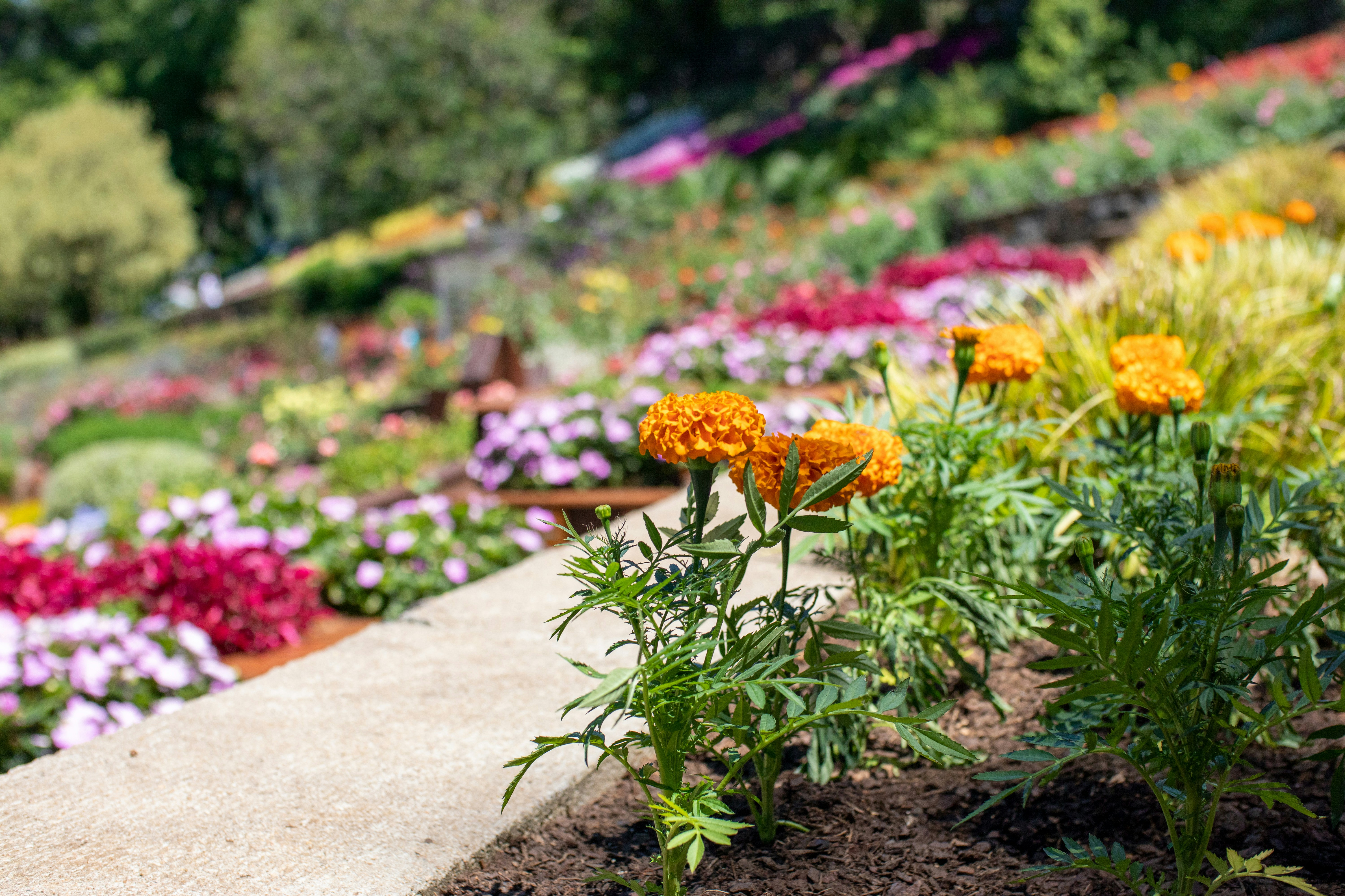 Colorful flowers in a garden