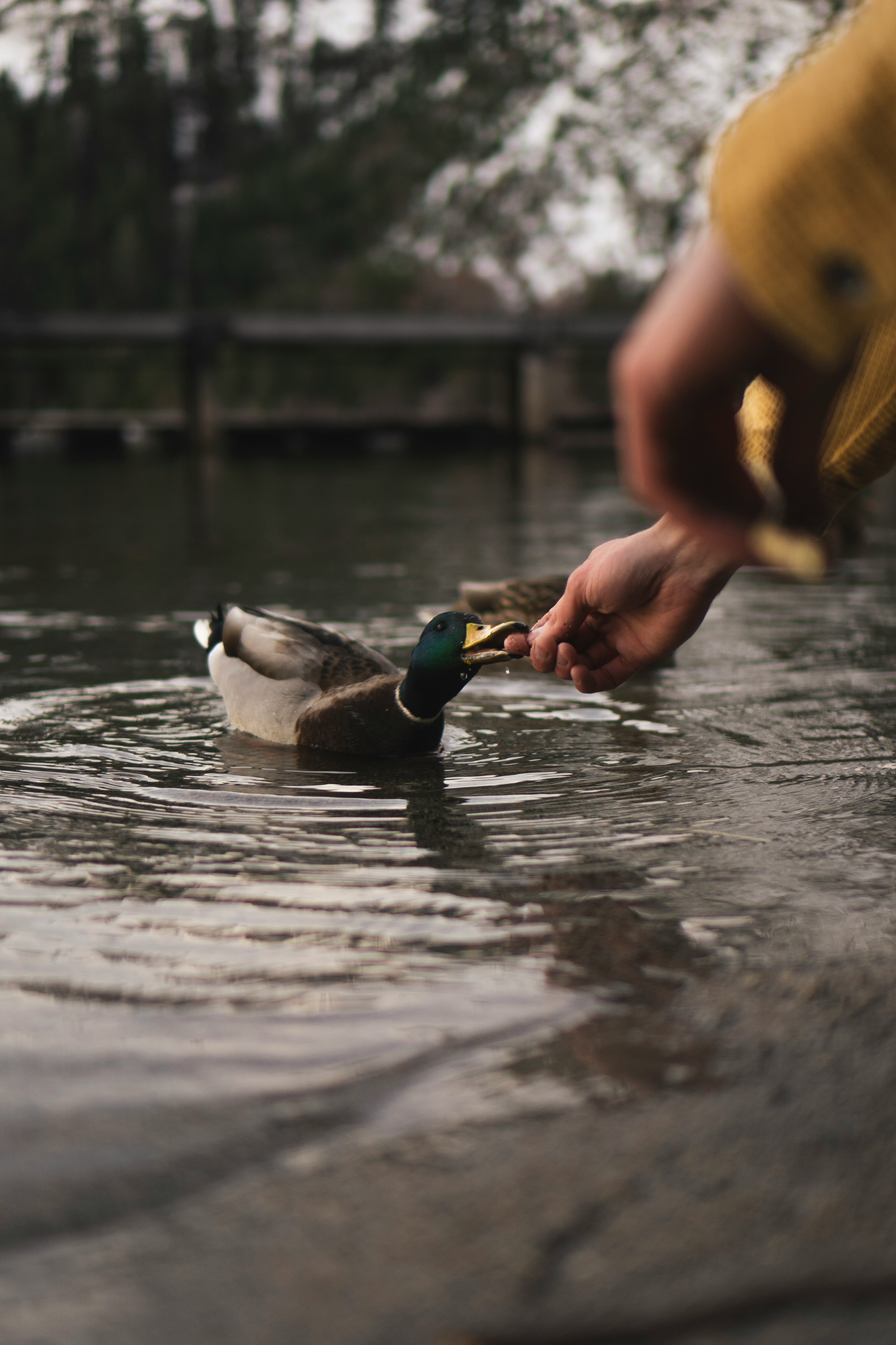 person holding mallard duck on water during daytime