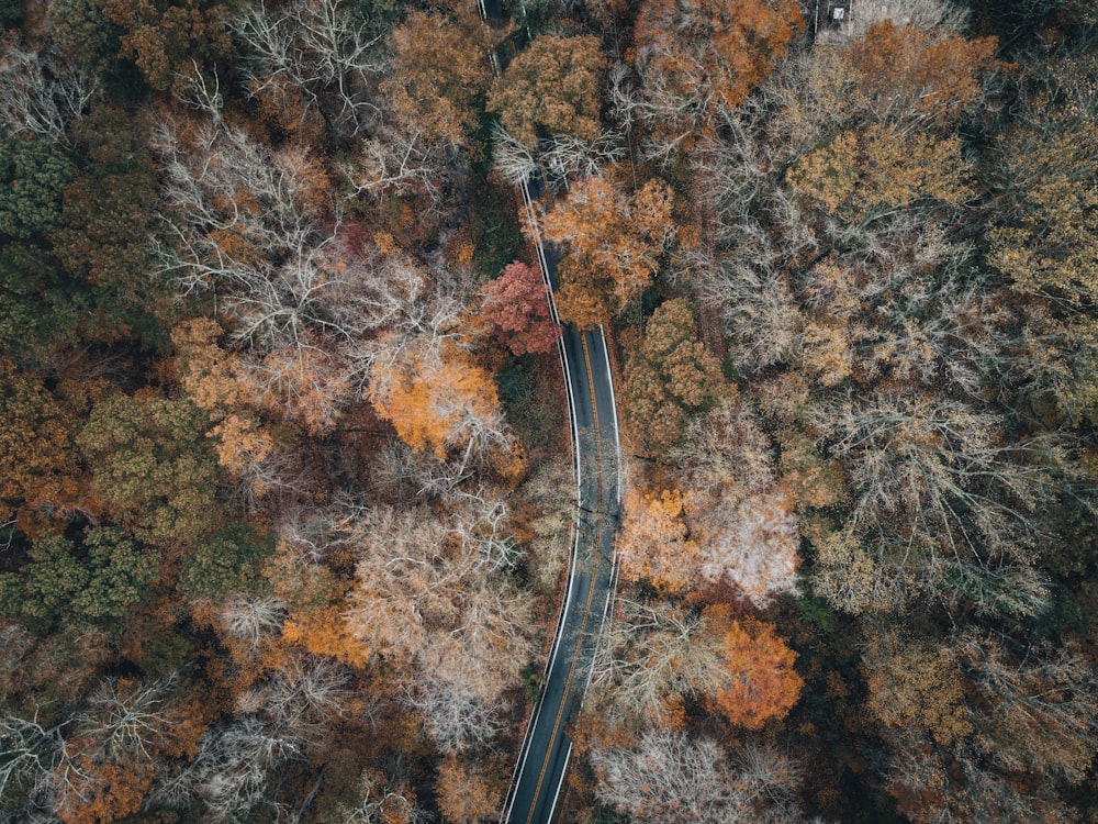 aerial view of road in the middle of trees