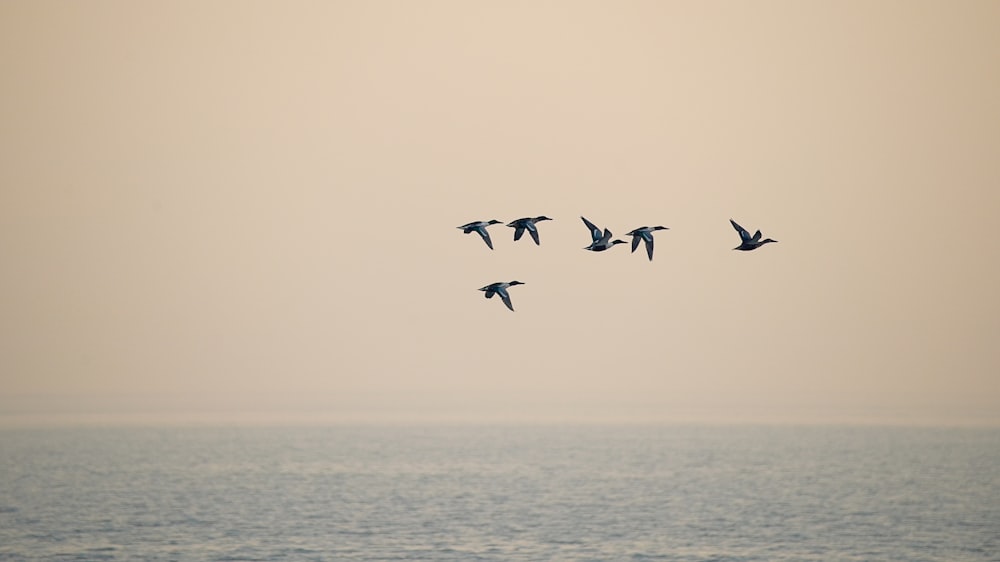 birds flying over the sea during daytime