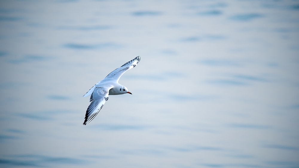 white and black bird flying