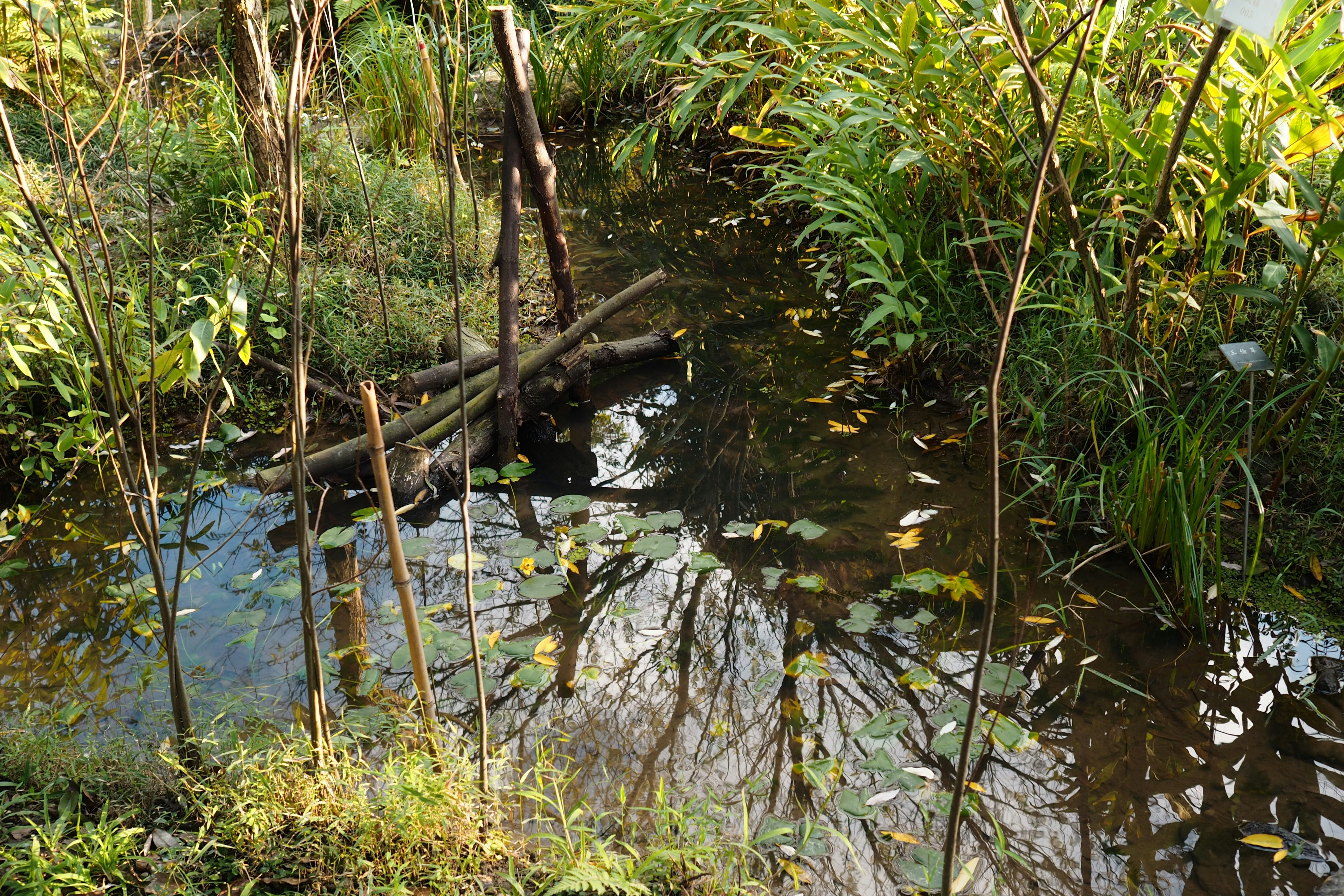 green grass on a body of water during the day
