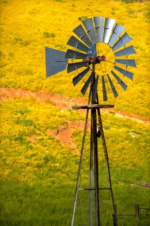 The farmhouse surrounded by wildflowers with the windmill gently spinning in the breeze.