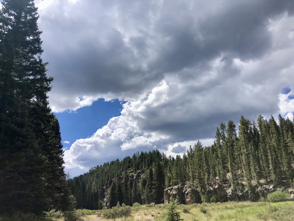 arbres verts sous les nuages blancs et ciel bleu pendant la journée