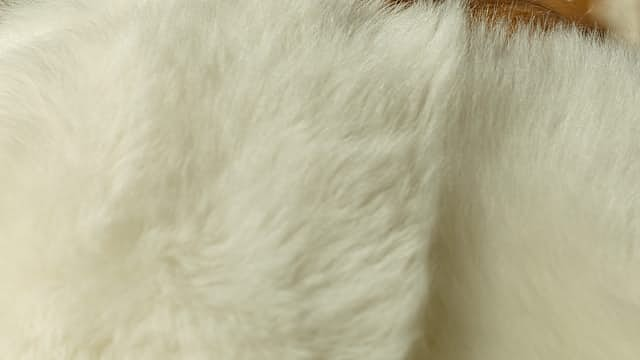 Fur