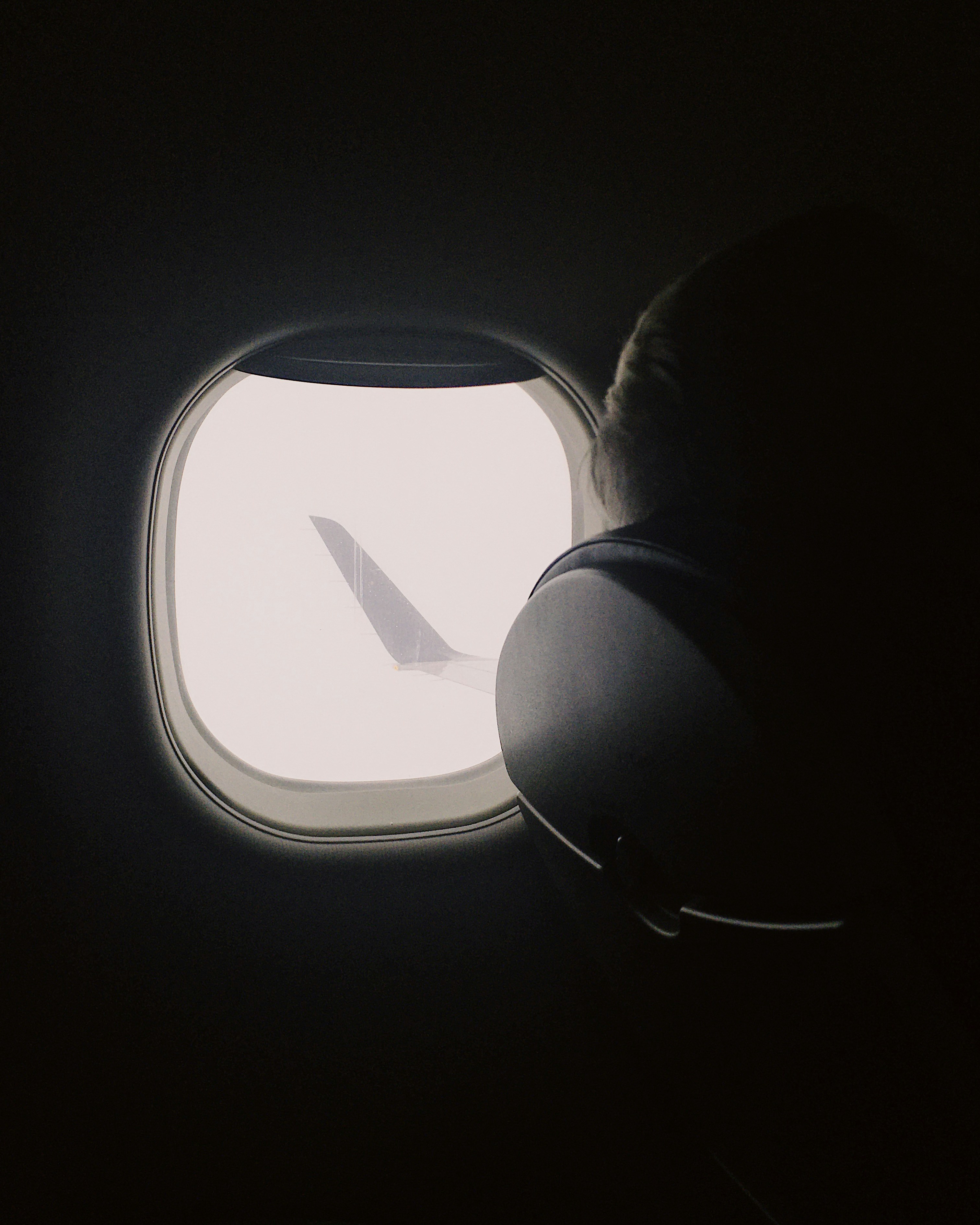 cat_in_airplane