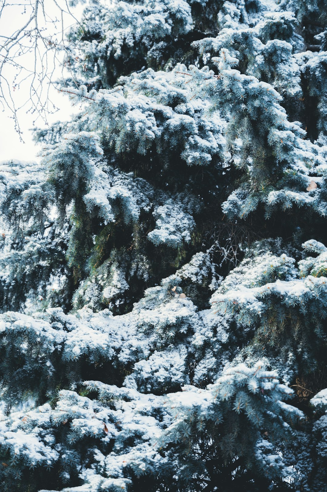 snow covered trees during daytime