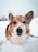 brown and white corgi on snow covered ground during daytime