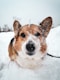 brown and white corgi on snow covered ground during daytime
