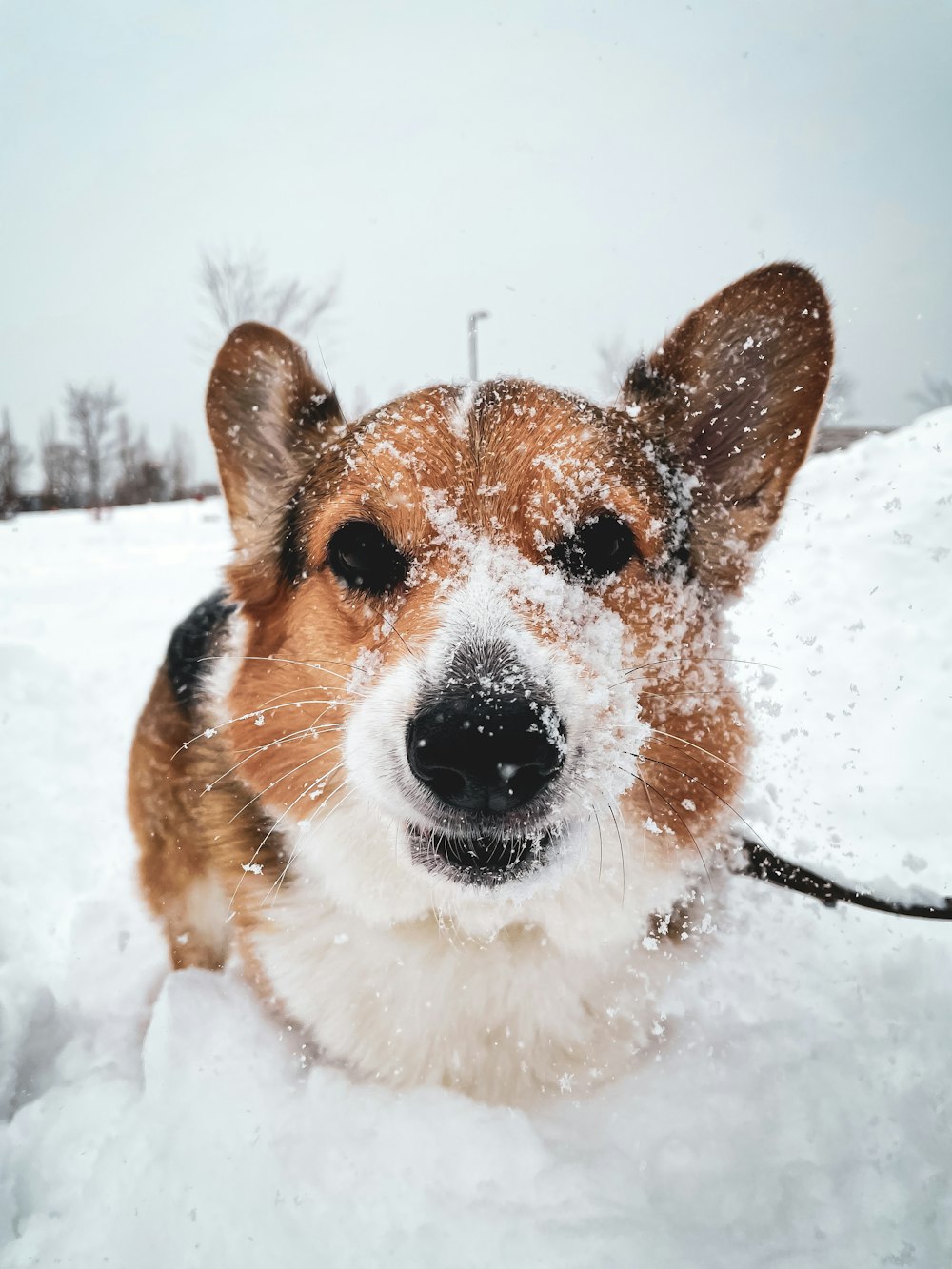 日中の雪に覆われた地面に茶色と白のコーギー