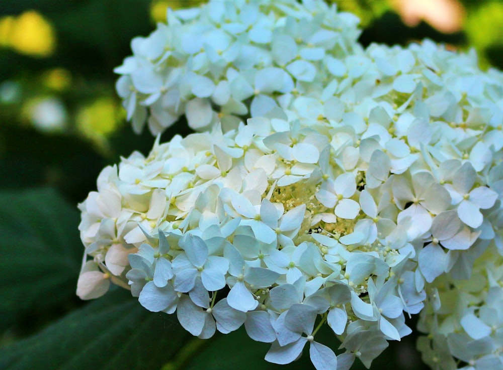 white flowers in tilt shift lens